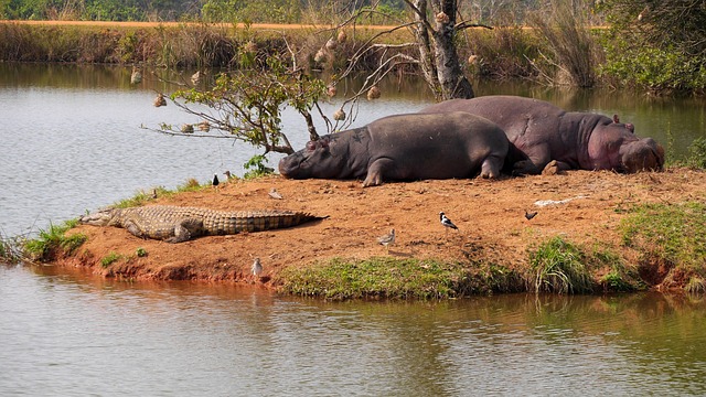 How to Come Up with a Good Name for a Hippo