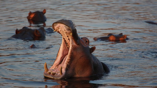 Male Hippo Names