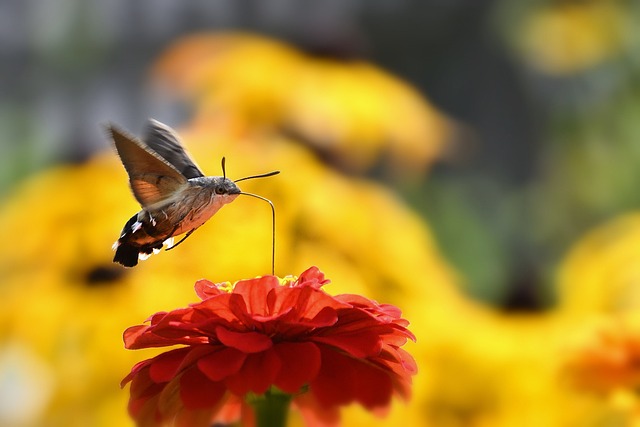 Moth Names Starting with ‘M’