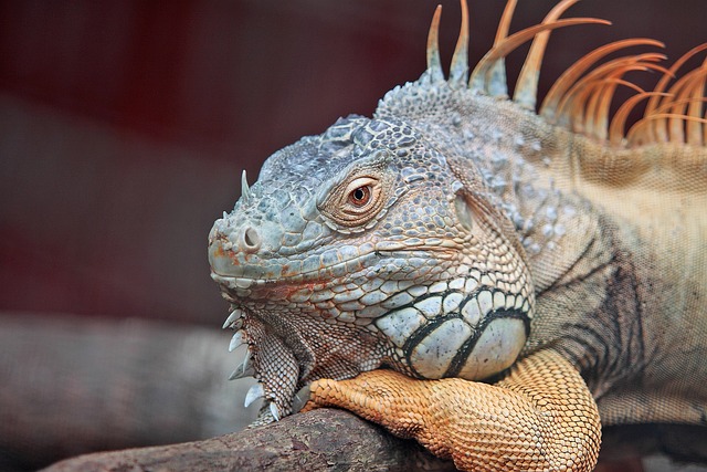 Blue Iguana Name Ideas