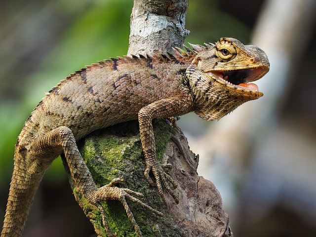 Gender-Specific Iguana Names