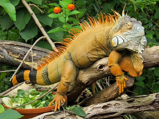 Funny Iguana Names