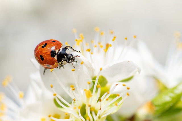 What are some catchy nicknames for ladybugs?