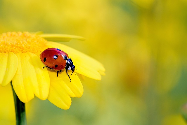 Famous Ladybug Names