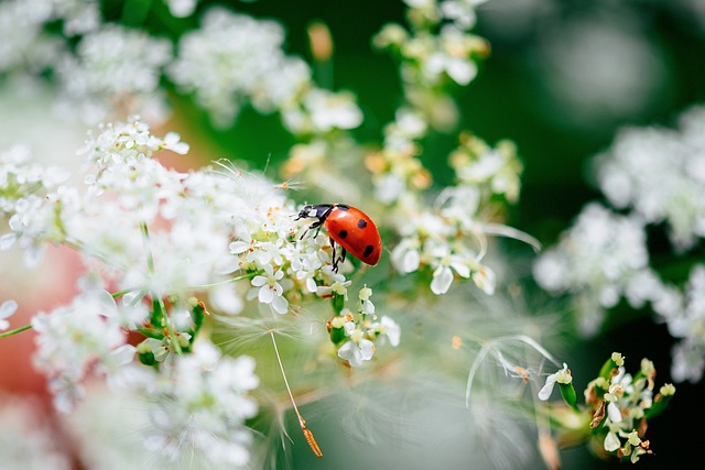 Cool Ladybug Names