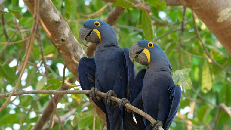 Gender-Specific Parrot Names