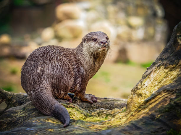 Unisex Otter Names