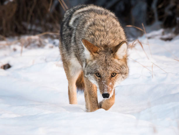 Unique Coyote Names