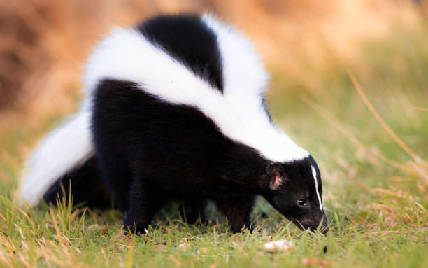 Famous Skunk Names and Their Origins