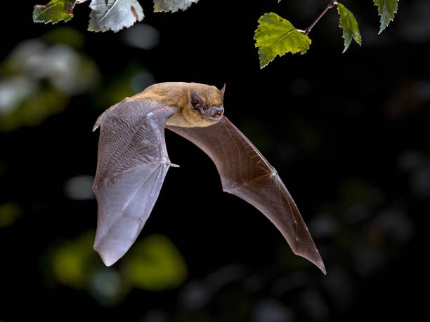 Cool Names for Bats