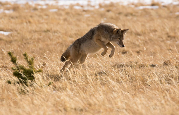 Girl Coyote Names