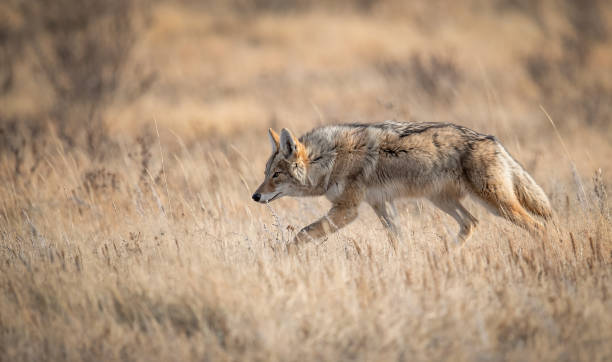 Badass Coyote Names