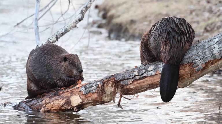 Cute Beaver Names: Adorable Ideas for Your Furry Friend