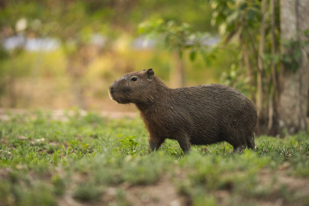 Capybara Name Inspiration from Popular Culture