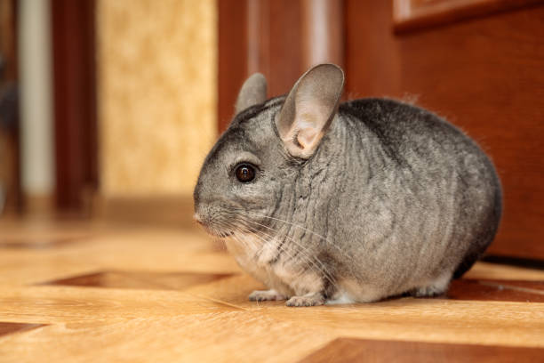 Names for Female Chinchillas