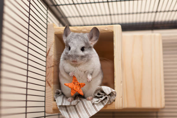 Names for White Chinchillas