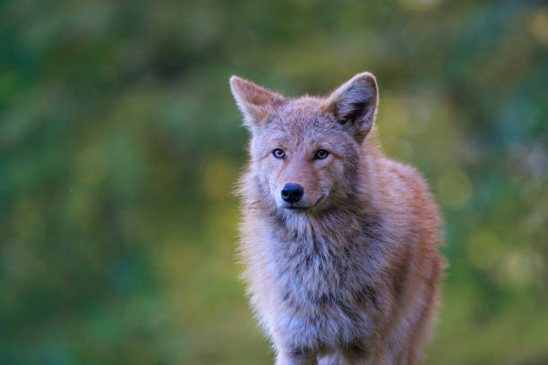 Good Names for Coyotes