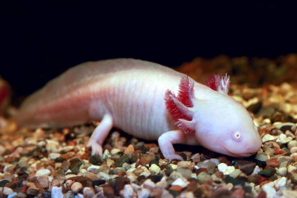 Pink Axolotl Names