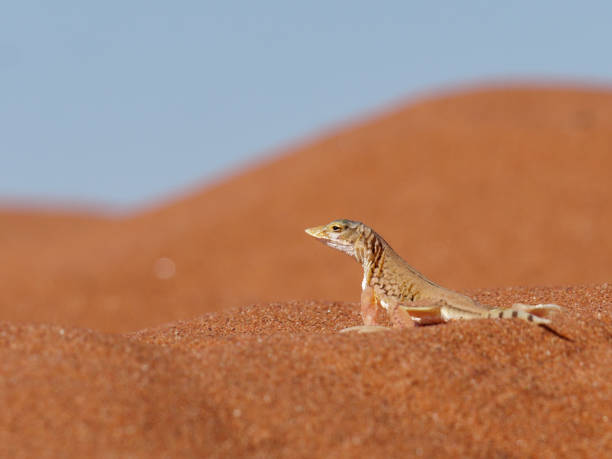 Lizard Names by Type