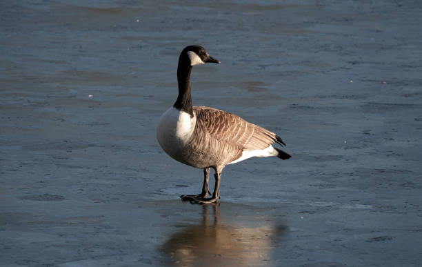 Funny Goose Names