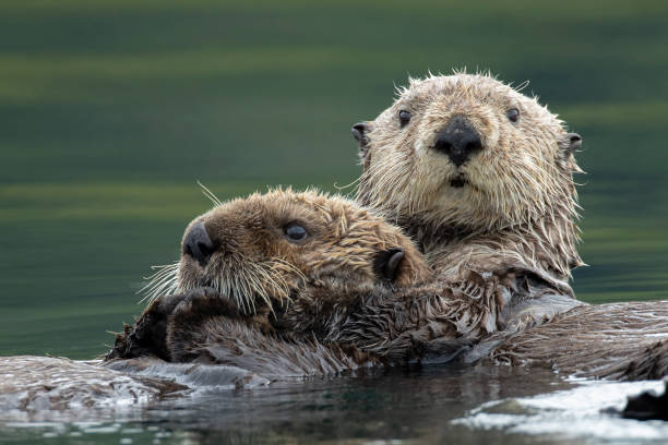 Badass Otter Names