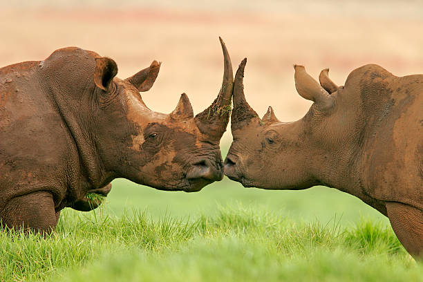 Funny Rhino Names: Adding Humor to Your Rhino's Identity