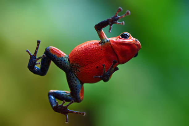 Baby Frog Names