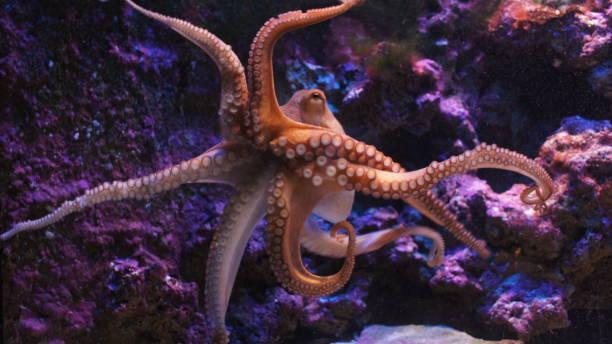 Unique and Creative Names for Octopus