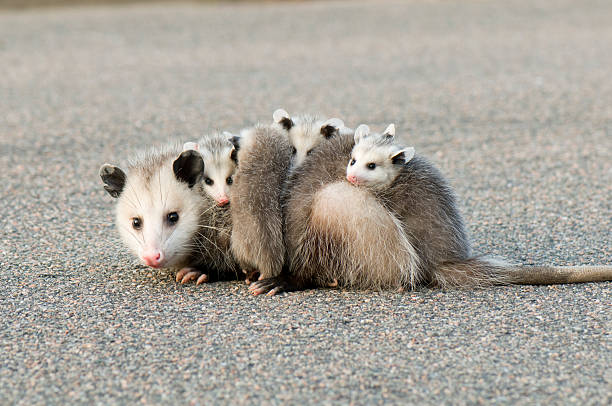 Names That Mean Opossum or Reflect Opossum Traits