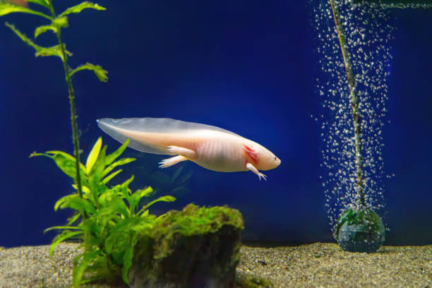 Funny and Quirky Axolotl Names