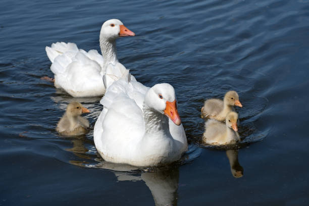 Cute Goose Names