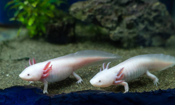 Axolotl Names by Gender