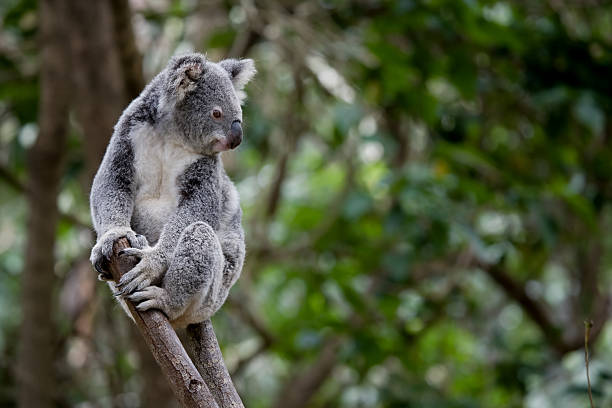 Unique & Rare Koala Names