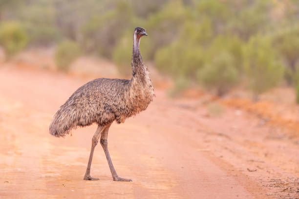 Emu Name Meanings