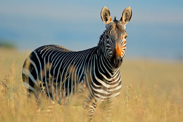 Creative Themes for Naming Zebras