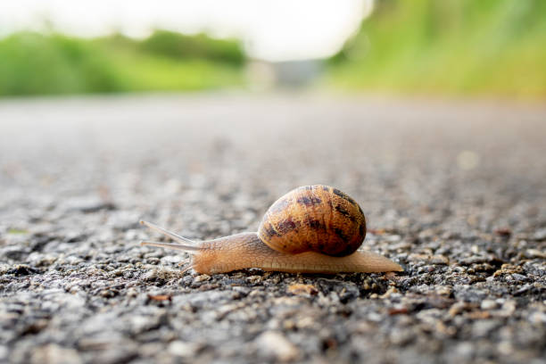 Catchy Snail Female Names