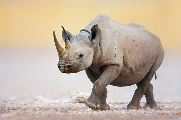 Trendy Black Rhinoceros Names: Modern and Popular Choices