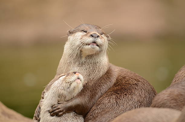 Tips for Naming Your Otter