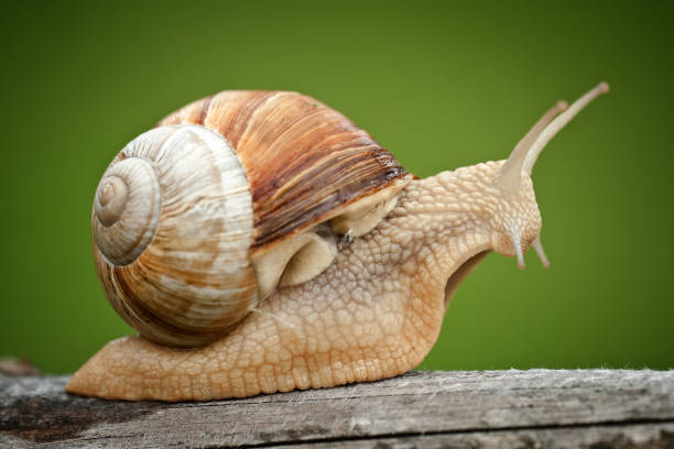 Cartoon and Movie-Inspired Snail Names