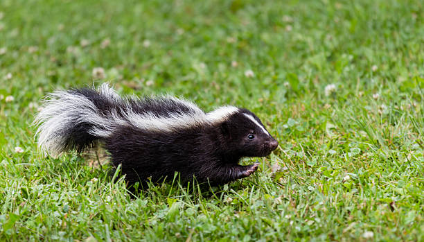 How to Choose the Perfect Skunk Name