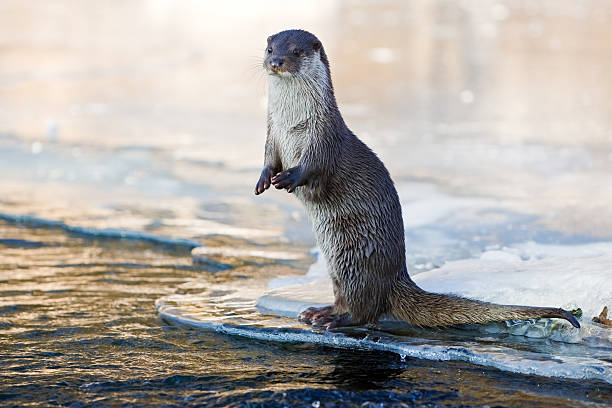 Funny Otter Names