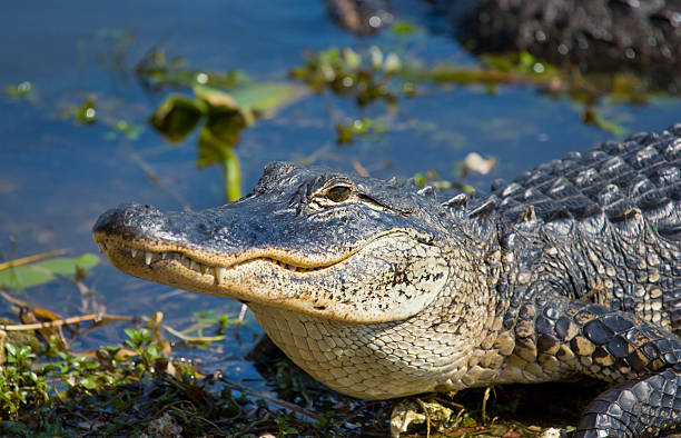 Cute Alligator Names