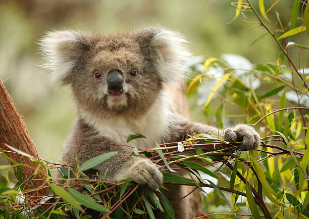 Cool & Trendy Koala Names