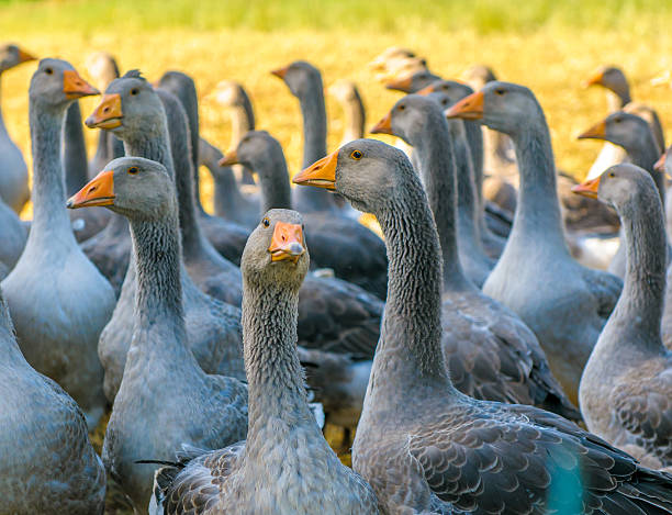 Best Goose Names with Meanings