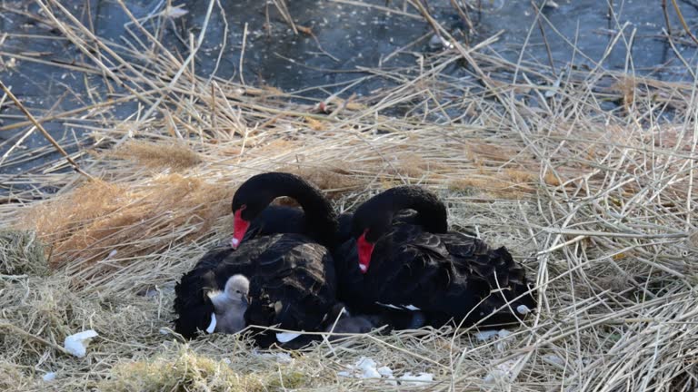 Black Goose Names