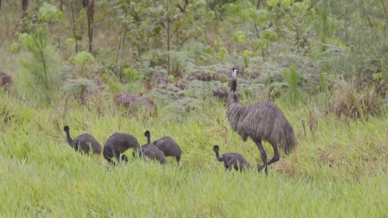 Emu Names Inspired by Nature