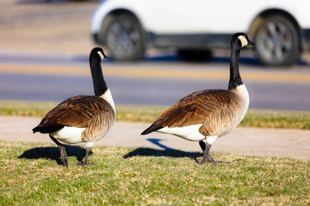 Brown Goose Names