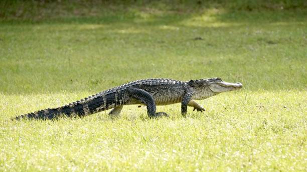 Female Alligator Names