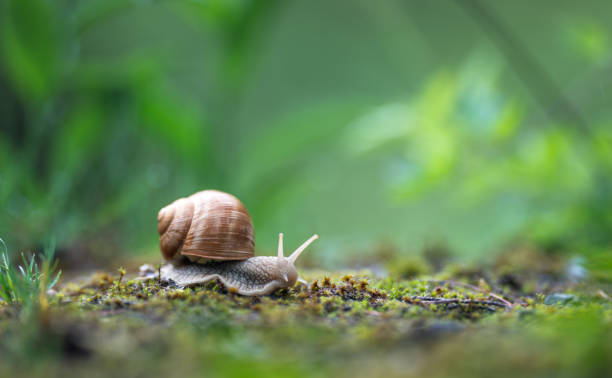 Funny and Punny Snail Names