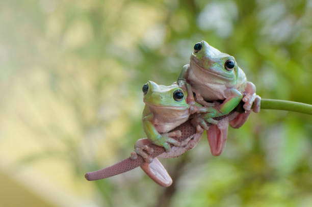 Male Frog Names